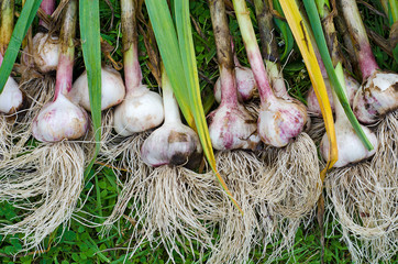 garlic grass harvesting stems