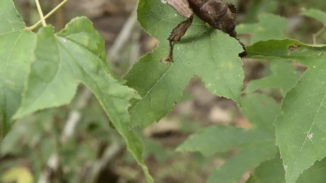 Giant Leaf Insects of South East Asia