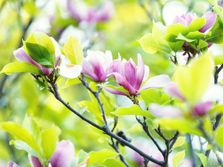 Obraz premium Flowering Magnolia tree. Chinese Magnolia blossom with violet and white tulip-shaped flowers. Beautiful and tender blossomed magnolia branches Spring background, nature
