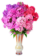 Phlox vase isolated background