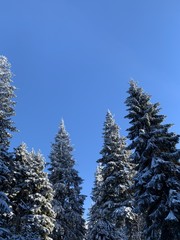 winter background of snow covered fir trees in the mountains