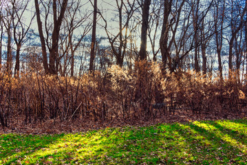 Warm Winter Landscape