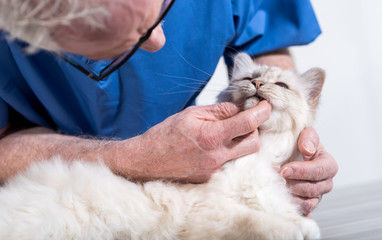 Veterinarian examining teeth of a sacred cat of burma