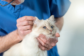 Veterinarian examining the ear of a sacred cat of burma