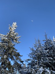 winter background of snow covered fir trees in the mountains