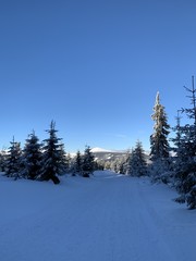 winter background of snow covered fir trees in the mountains