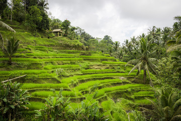 Fototapeta na wymiar Beautiful greenery rice fields in Bali, Indonesia