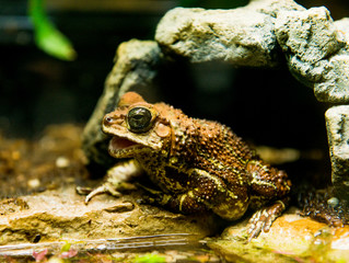 Frog with big eyes