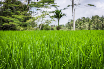 Greenery rice field