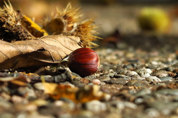 chestnut maron on the walking path in a park surrounded by leafs