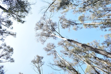 Cielo