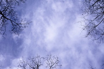 Silhouette of tip of the trees against Blue sky with clouds as the background, copy space for text , Winter in Georgia USA.