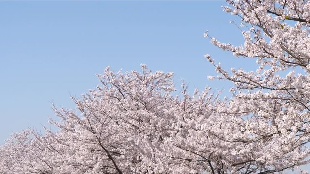 桜（奈良県-藤原宮跡）