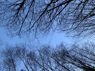 Canopy of tree branches in winter
