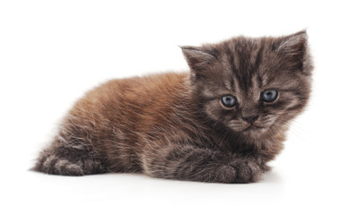 Fototapeta premium One striped kitten.
