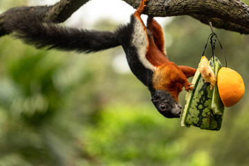 Prevost squirrel hanging upside down, eating water melon