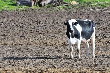 Dairy Cow