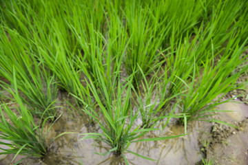 Greenery rice field