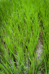 Greenery rice field