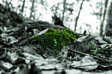 New Life