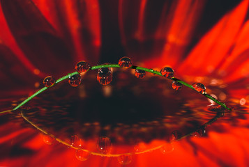 Nahaufnahme einer roten Blume reflektiert sich in übertragenem Wasser 