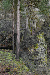 what fire does to our forest