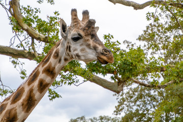 giraffe in the zoo