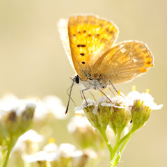 beautiful funny yellow butterfly with spots on the wings sits on a yarrow flower in a summer field