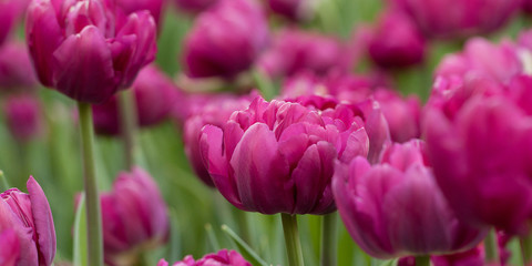 beautiful fluffy bright tulips adorning the summer park
