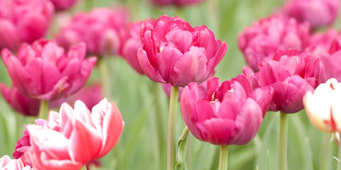 beautiful fluffy bright tulips adorning the summer park or garden