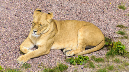 Fototapeta na wymiar female lion resting