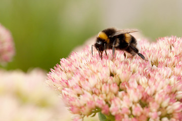 bee collects nectar from flowers in a summer field