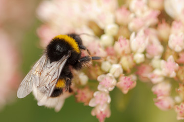 bee collects nectar from flowers in a summer field