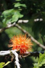 Orange and yellow flower