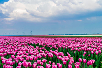 Multicolored tulip fields and windmills in Holland. Flower band on the fields. Plantation of pink, purple, white tulips. Spring in Holland, province Flevoland.