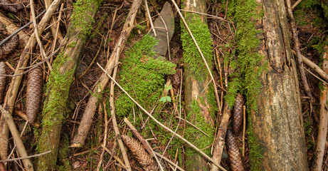 detail of green moss over an old tree in the woods