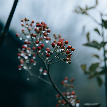 Berries on a branch