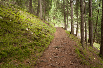 Fototapeta na wymiar Inside a typical forest of the Italian Alps long a mountain path