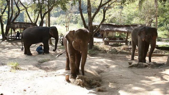 LAMPANG, THAILAND - April 18, 2018 : Daily Elephant show and training at The Thai Elephant Conservation Center, Mahouts show how to train elephant in forestry industry