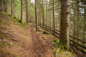 Inside a typical forest of the Italian Alps long a mountain path