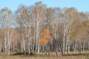 The birch wood in sunny autumn day