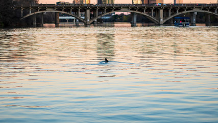 Ducks swimming in a river at the golden hour and sunset
