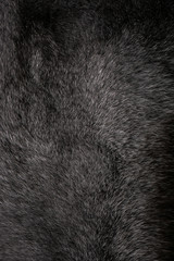 Natural fur for texture or background. Luxury and elegant fluffy clothes.