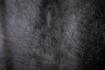 Natural fur for texture or background. Luxury and elegant fluffy clothes.