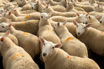 Flock Of Curious White Sheep With Cosy Wool In Scotland