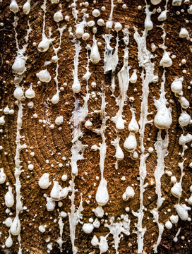 Close up of white sap dripping from a tree