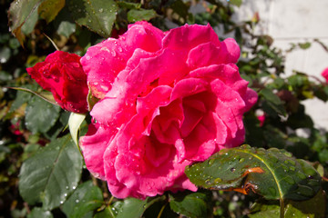 Plants trees and Coloros of New Zealand