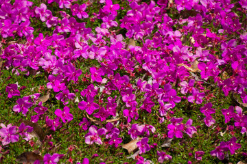 Plants trees and Coloros of New Zealand