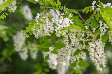 Honey bee collects nectar from white flowers tree acacia, Robinia pseudoacacia, black locust, false acacia. Blooming clusters of acacia. Honey spring plant. Collect nectar. 