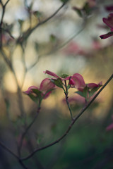 pink dogwood flower